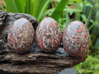 Polished Snakeskin Rhyolite Jasper Gemstone Eggs - Sold Per Item - From Australia - Toprock Gemstones and Minerals 