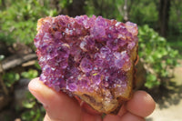 Natural Amethystos Amethyst Specimens x 12 From Kwaggafontein, South Africa - Toprock Gemstones and Minerals 