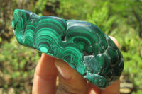 Polished Flower Banded Malachite Free Forms x 6 From Congo - Toprock Gemstones and Minerals 