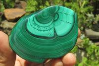 Polished Flower Banded Malachite Free Forms x 6 From Congo - Toprock Gemstones and Minerals 