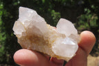 Natural Mixed Spirit Quartz Clusters x 35 From Boekenhouthoek, South Africa - Toprock Gemstones and Minerals 