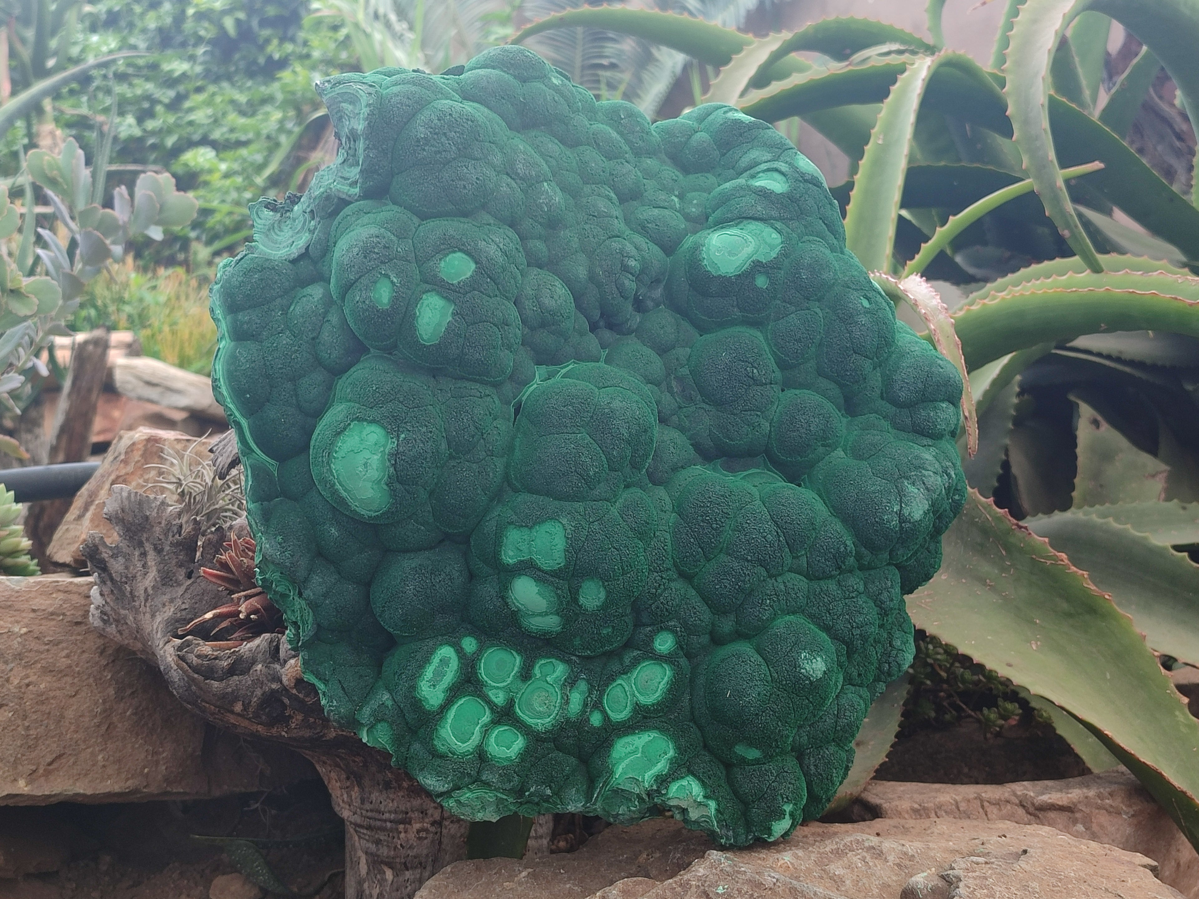 Natural Botryoidal Malachite Specimen x 1 From Congo - Toprock Gemstones and Minerals 