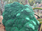 Natural Botryoidal Malachite Specimen x 1 From Congo - Toprock Gemstones and Minerals 