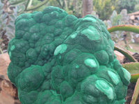 Natural Botryoidal Malachite Specimen x 1 From Congo - Toprock Gemstones and Minerals 