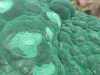 Natural Botryoidal Malachite Specimen x 1 From Congo - Toprock Gemstones and Minerals 