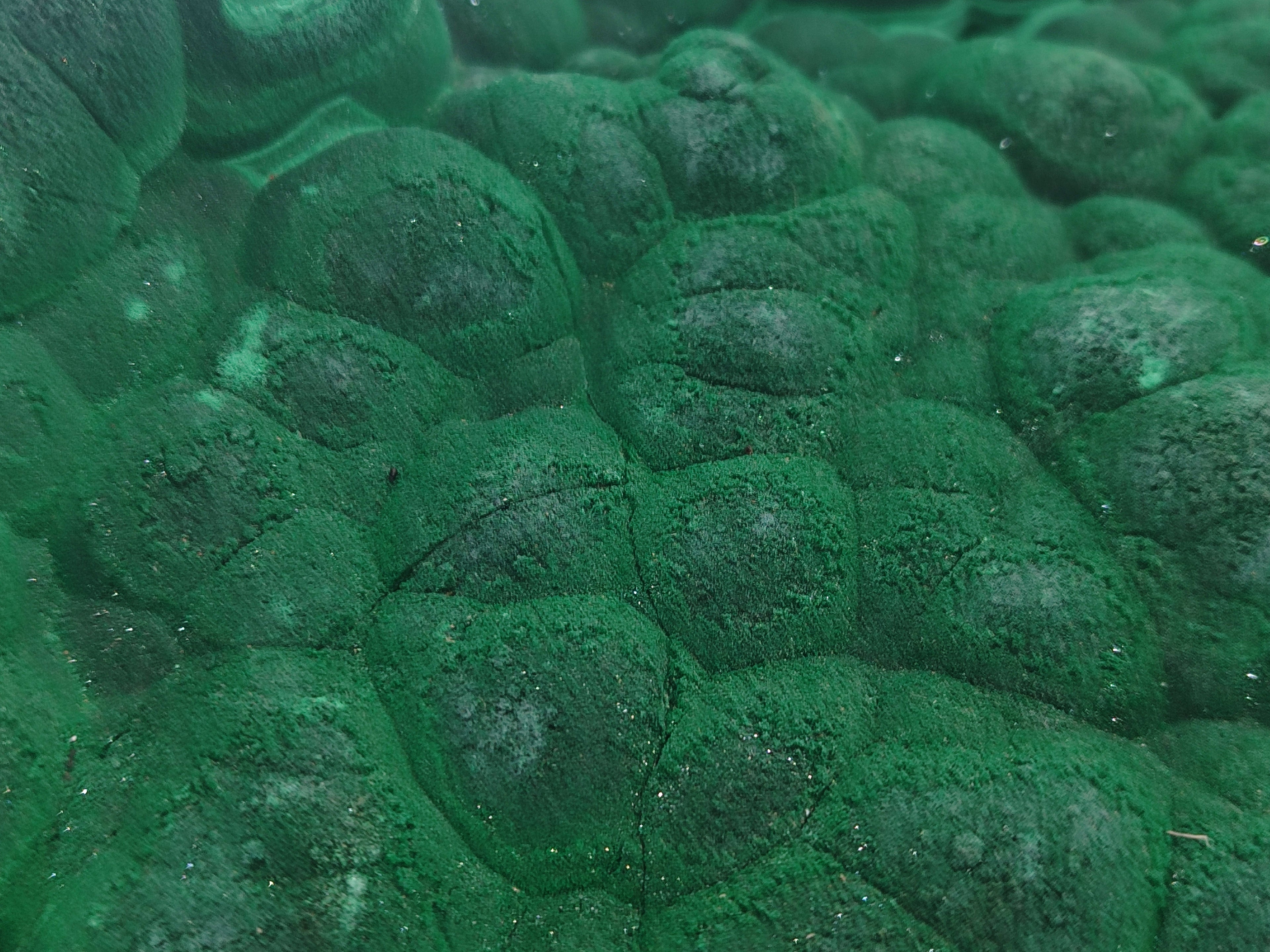 Natural Botryoidal Malachite Specimen x 1 From Congo - Toprock Gemstones and Minerals 