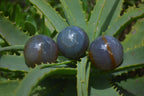 Polished Banded Agate Sphere-Balls - Sold Per Item - From Madagascar - Toprock Gemstones and Minerals 