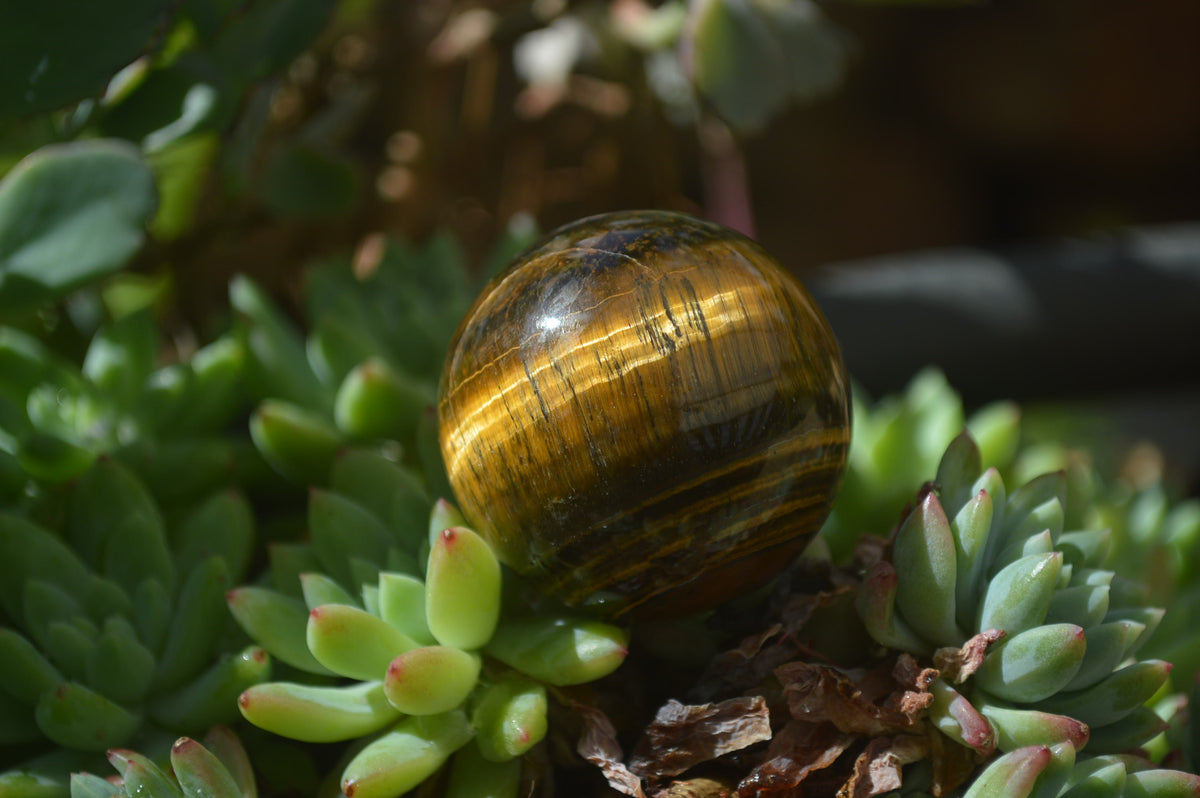 Polished Golden Tigers Eye Sphere-Ball - Sold Per Item - From South Africa - Toprock Gemstones and Minerals 