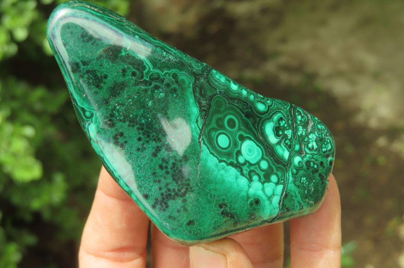 Polished Flower Banded Malachite Free Forms x 3 From Congo - Toprock Gemstones and Minerals 