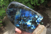 Polished Labradorite Standing Free Form x 1 From Tulear, Madagascar - Toprock Gemstones and Minerals 
