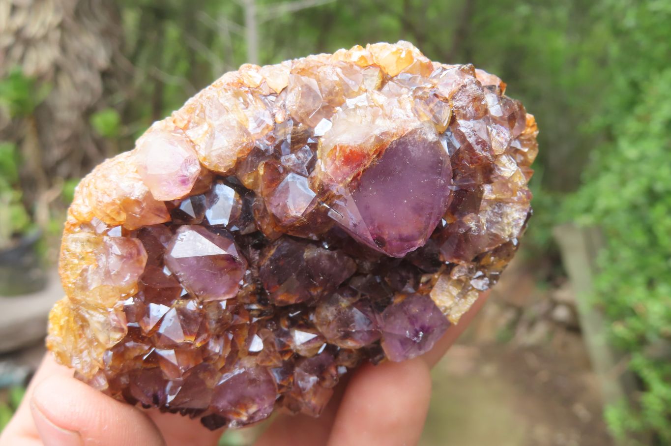 Natural Amethystos Amethyst Plates x 12 From Kwaggafontein, South Africa - Toprock Gemstones and Minerals 