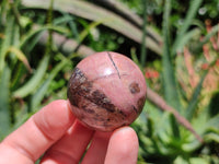 Polished Rhodonite Sphere-Balls - Sold Per Item - From Madagascar - Toprock Gemstones and Minerals 
