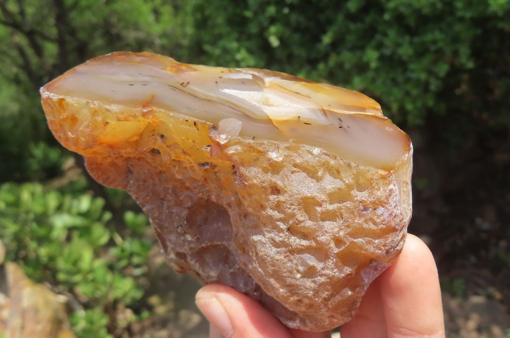 Polished On One Side River Agate x 8 From Limpopo River, South Africa - Toprock Gemstones and Minerals 