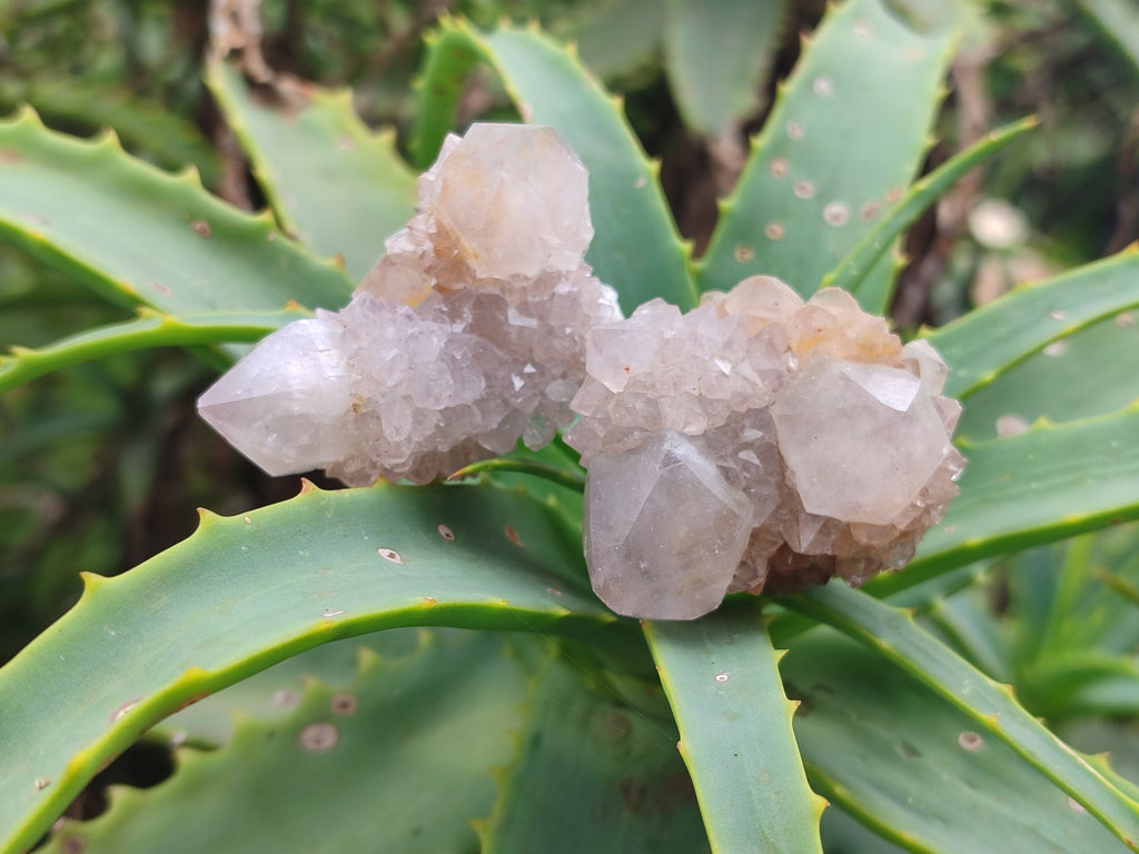 Natural Amethyst Spirit Quartz Clusters x 16 From Boekenhouthoek, South Africa - Toprock Gemstones and Minerals 
