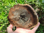 Polished Petrified Wood Slices x 2 From Gokwe, Zimbabwe - Toprock Gemstones and Minerals 