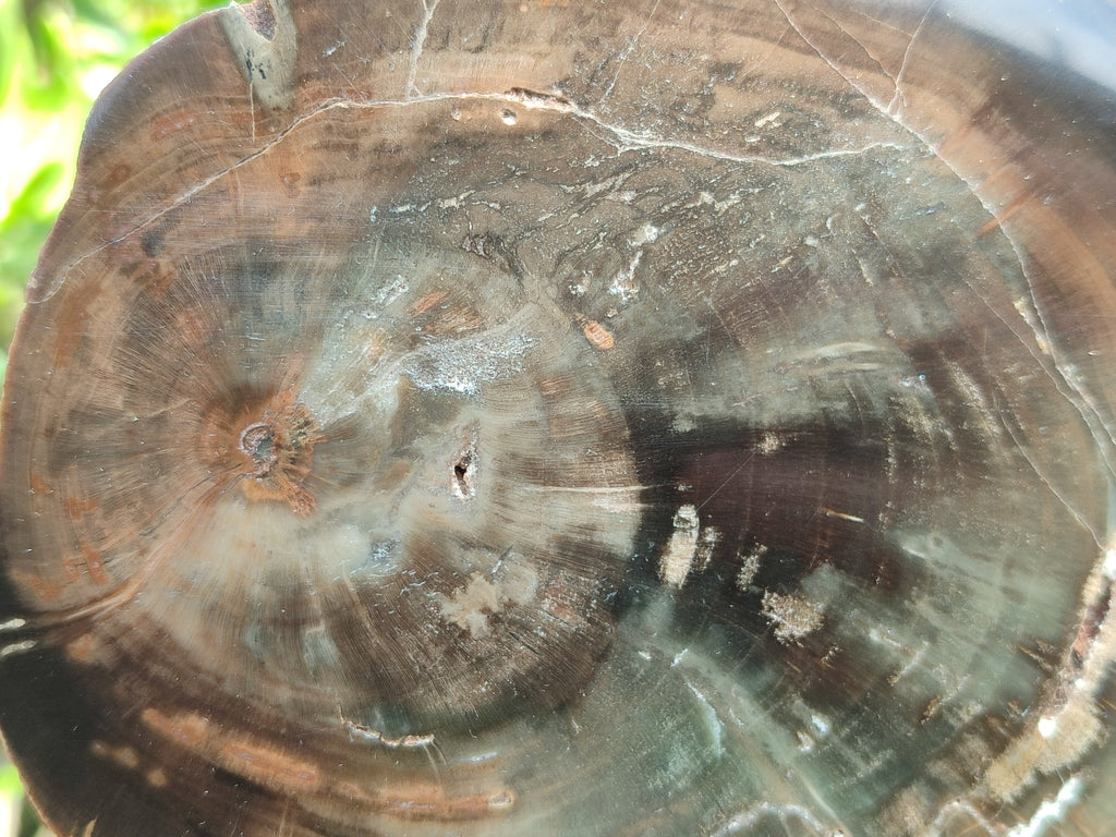 Polished Petrified Wood Slices x 2 From Gokwe, Zimbabwe - Toprock Gemstones and Minerals 