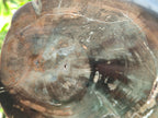Polished Petrified Wood Slices x 2 From Gokwe, Zimbabwe - Toprock Gemstones and Minerals 