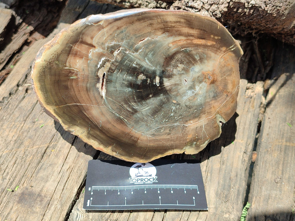 Polished Petrified Wood Slices x 2 From Gokwe, Zimbabwe - Toprock Gemstones and Minerals 