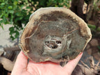 Polished Petrified Wood Slices x 2 From Gokwe, Zimbabwe - Toprock Gemstones and Minerals 
