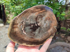 Polished Petrified Wood Slices x 2 From Gokwe, Zimbabwe - Toprock Gemstones and Minerals 