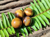 Polished Mini Tigers Eye Sphere-Balls - Sold Per Item - From Northern Cape, South Africa