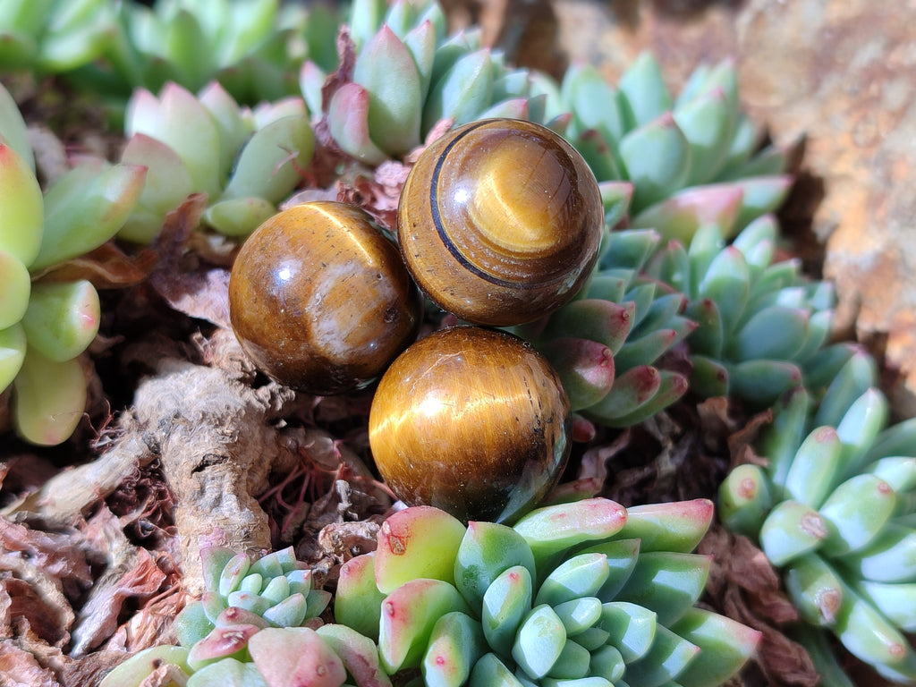 Polished Mini Tigers Eye Sphere-Balls - Sold Per Item - From Northern Cape, South Africa - Toprock Gemstones and Minerals 