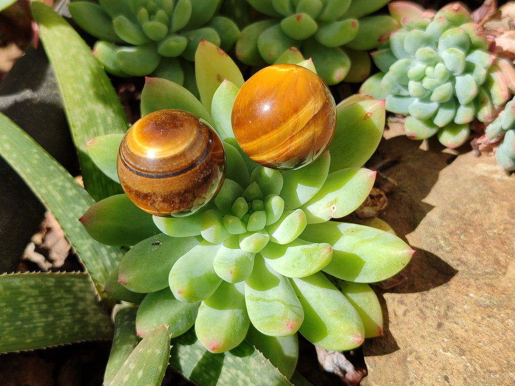 Polished Mini Tigers Eye Sphere-Balls - Sold Per Item - From Northern Cape, South Africa - Toprock Gemstones and Minerals 