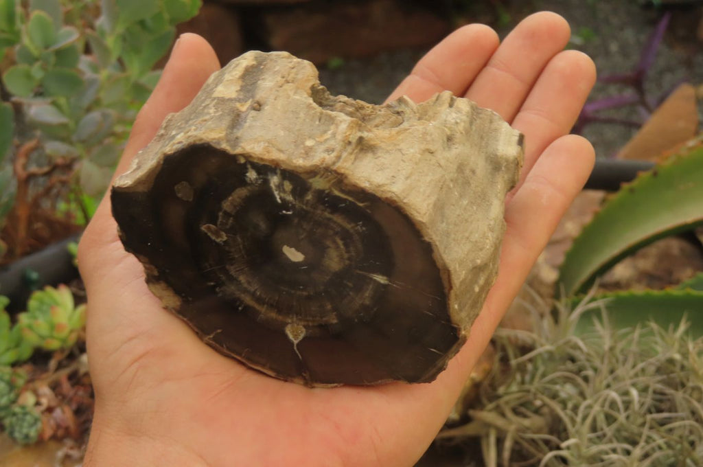 Polished Petrified Wood Branch Pieces x 3 From Gokwe, Zimbabwe - Toprock Gemstones and Minerals 