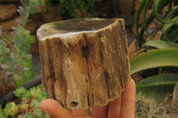 Polished Petrified Wood Branch Pieces x 3 From Gokwe, Zimbabwe - Toprock Gemstones and Minerals 