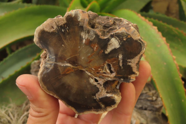 Polished Petrified Wood Branch Pieces x 3 From Gokwe, Zimbabwe - Toprock Gemstones and Minerals 