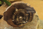 Polished Petrified Wood Branch Pieces x 3 From Gokwe, Zimbabwe - Toprock Gemstones and Minerals 