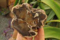 Polished Petrified Wood Branch Pieces x 3 From Gokwe, Zimbabwe - Toprock Gemstones and Minerals 