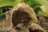 Polished Petrified Wood Branch Pieces x 3 From Gokwe, Zimbabwe - Toprock Gemstones and Minerals 