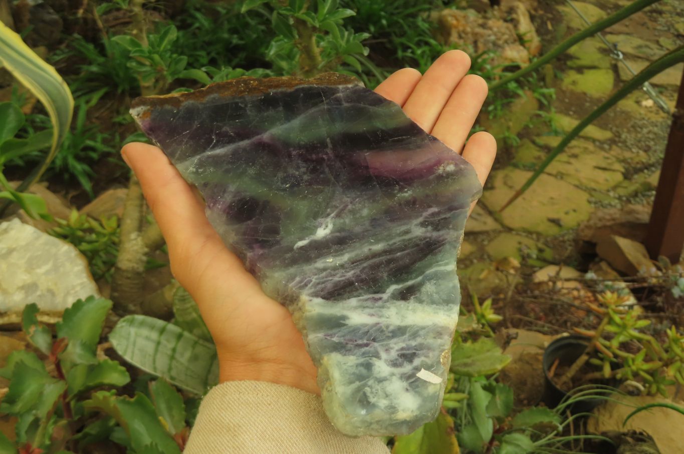Polished Watermelon Fluorite Slices x 4 From Uis, Namibia - Toprock Gemstones and Minerals 