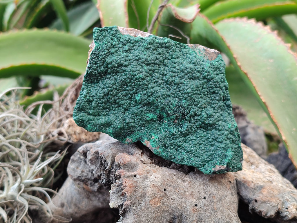 Natural Botryoidal Malachite Specimens x 6 From Tenke Fungurume, Congo - Toprock Gemstones and Minerals 