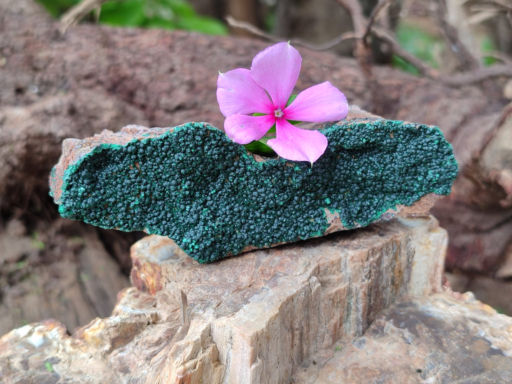 Natural Botryoidal Malachite Specimens x 5 From Tenke Fungurume, Congo - Toprock Gemstones and Minerals 