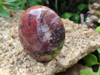Polished Podocarpus Petrified Wood Standing Free Forms x 4 From Mahajanga, Madagascar - Toprock Gemstones and Minerals 