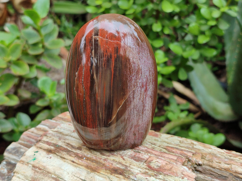 Polished Podocarpus Petrified Wood Standing Free Forms x 4 From Mahajanga, Madagascar - Toprock Gemstones and Minerals 