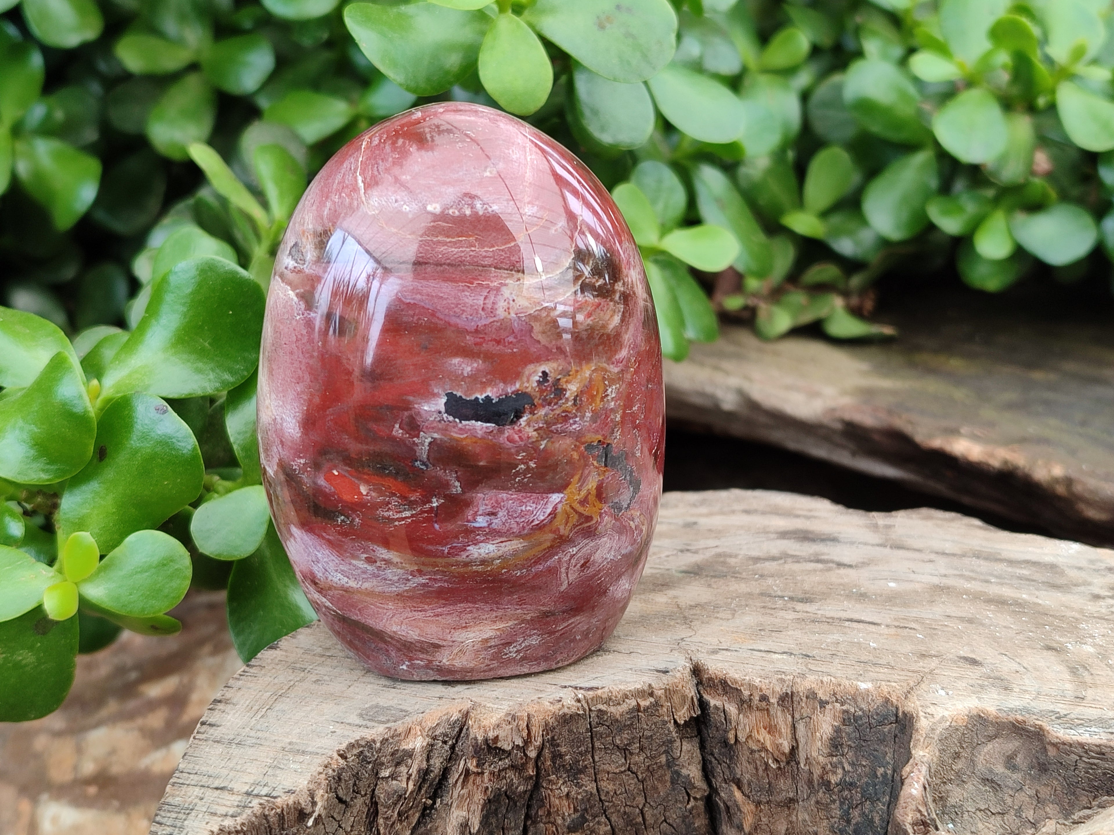 Polished Podocarpus Petrified Wood Standing Free Forms x 4 From Mahajanga, Madagascar - Toprock Gemstones and Minerals 