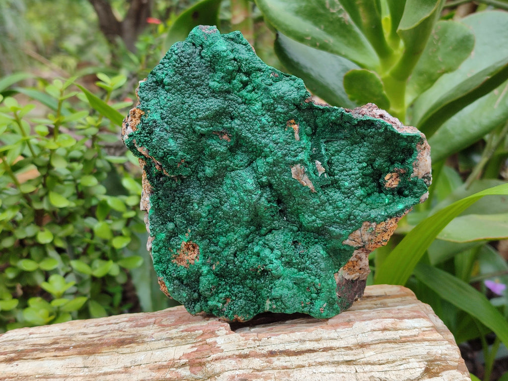 Natural Botryoidal Malachite Specimens x 2 From Tenke Fungurume, Congo - Toprock Gemstones and Minerals 