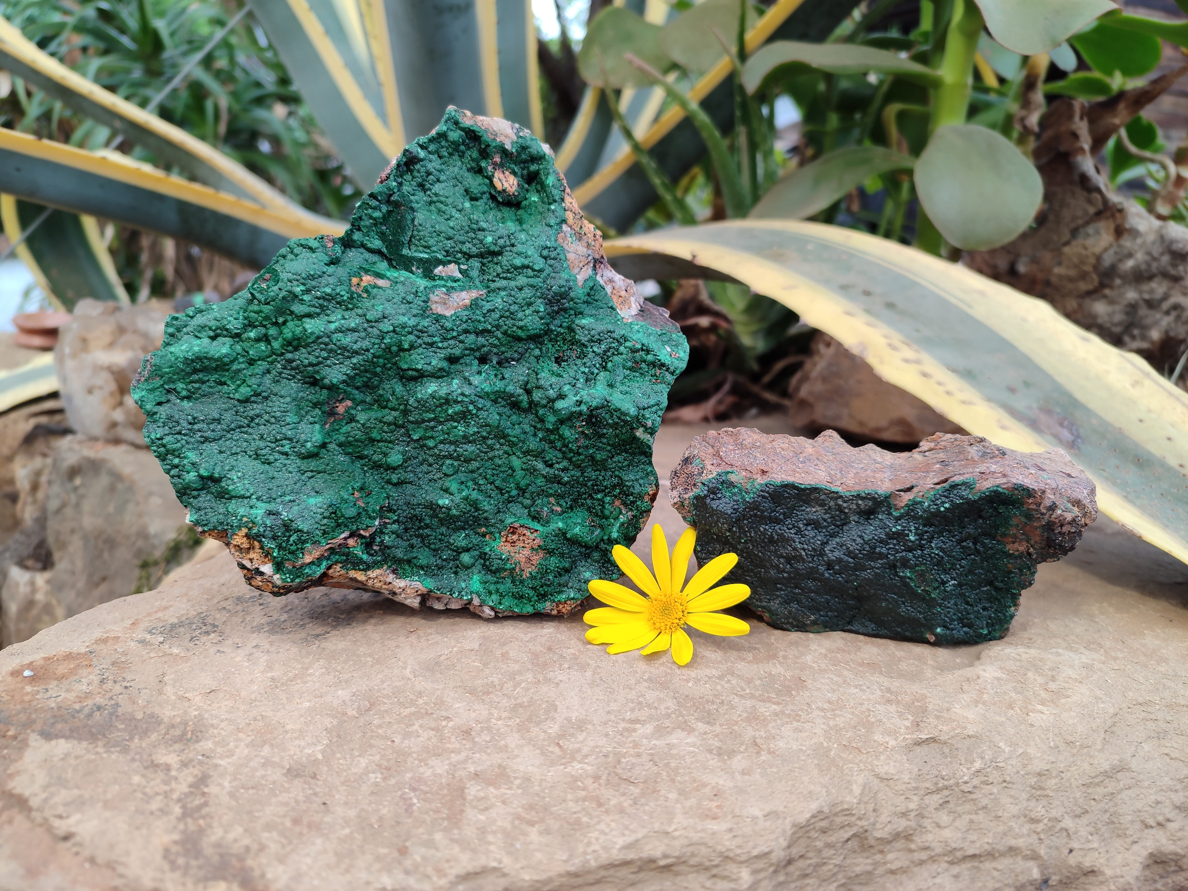 Natural Botryoidal Malachite Specimens x 2 From Tenke Fungurume, Congo - Toprock Gemstones and Minerals 