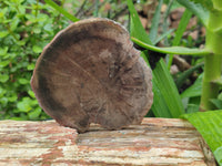 Polished Petrified Wood Slices x 6 From Gokwe, Zimbabwe
