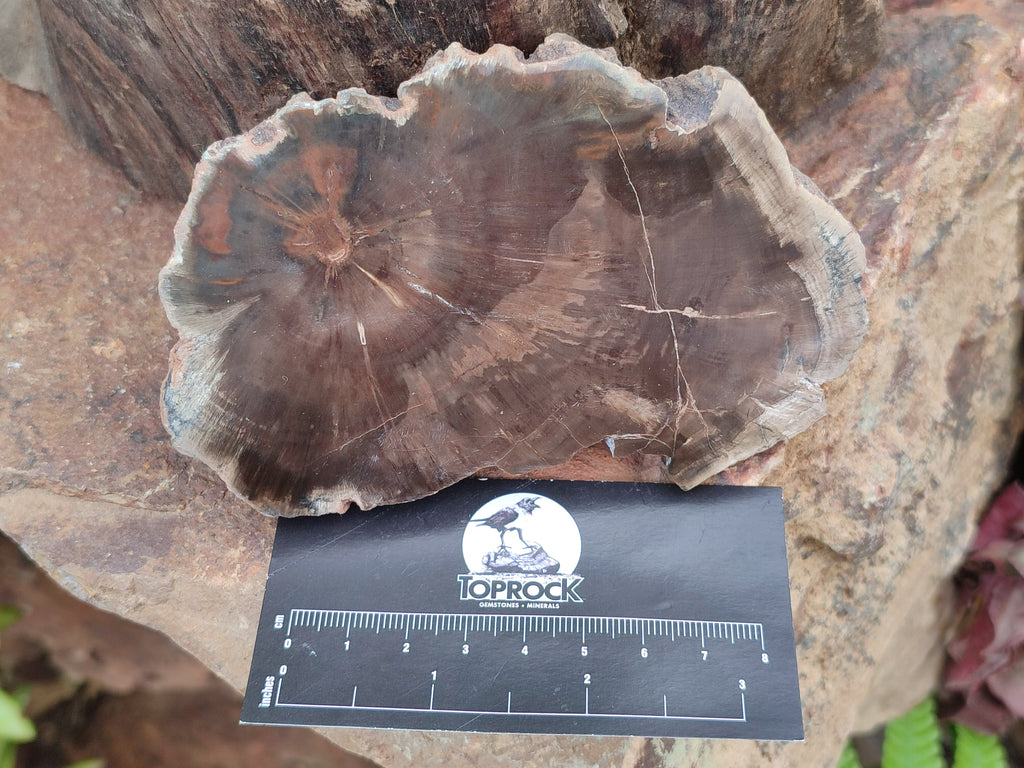 Polished Petrified Wood Slices x 6 From Gokwe, Zimbabwe - Toprock Gemstones and Minerals 