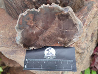Polished Petrified Wood Slices x 6 From Gokwe, Zimbabwe