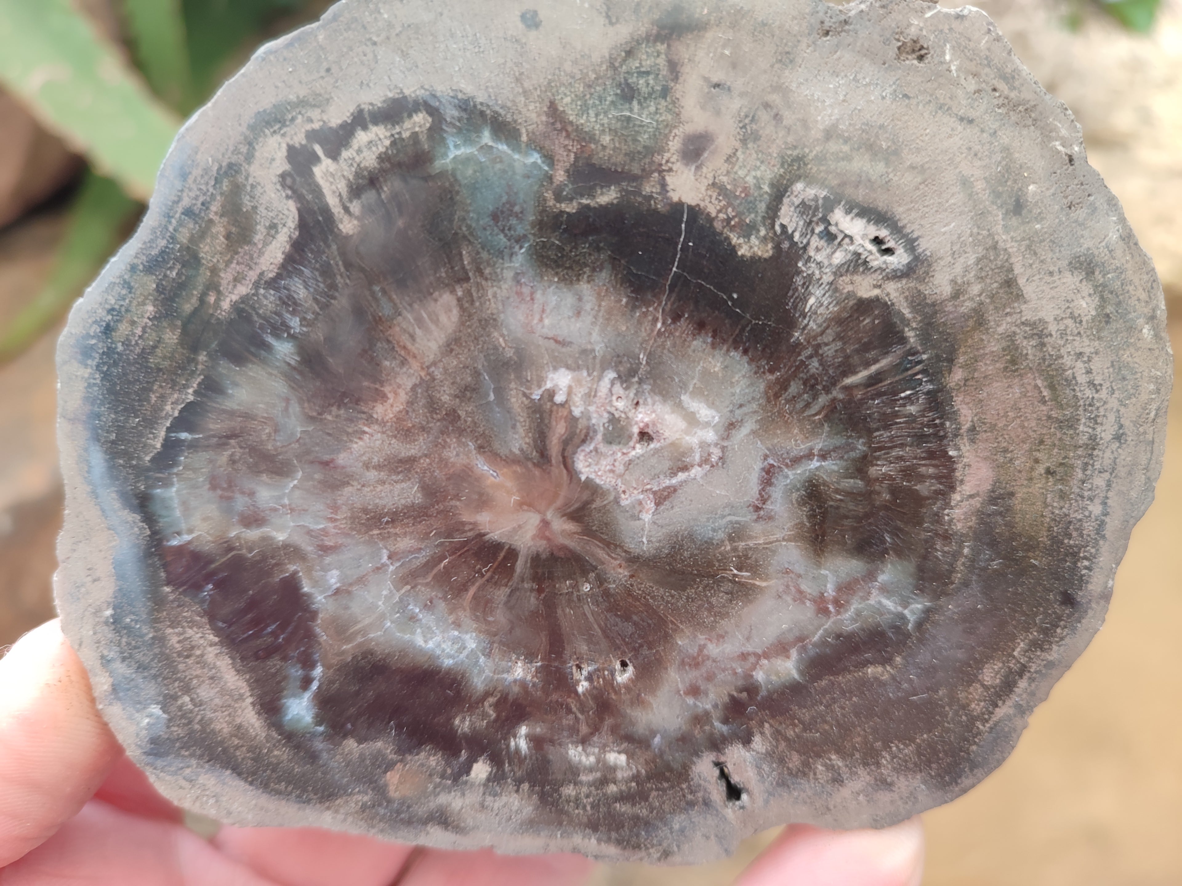 Polished Petrified Wood Slices x 6 From Gokwe, Zimbabwe - Toprock Gemstones and Minerals 