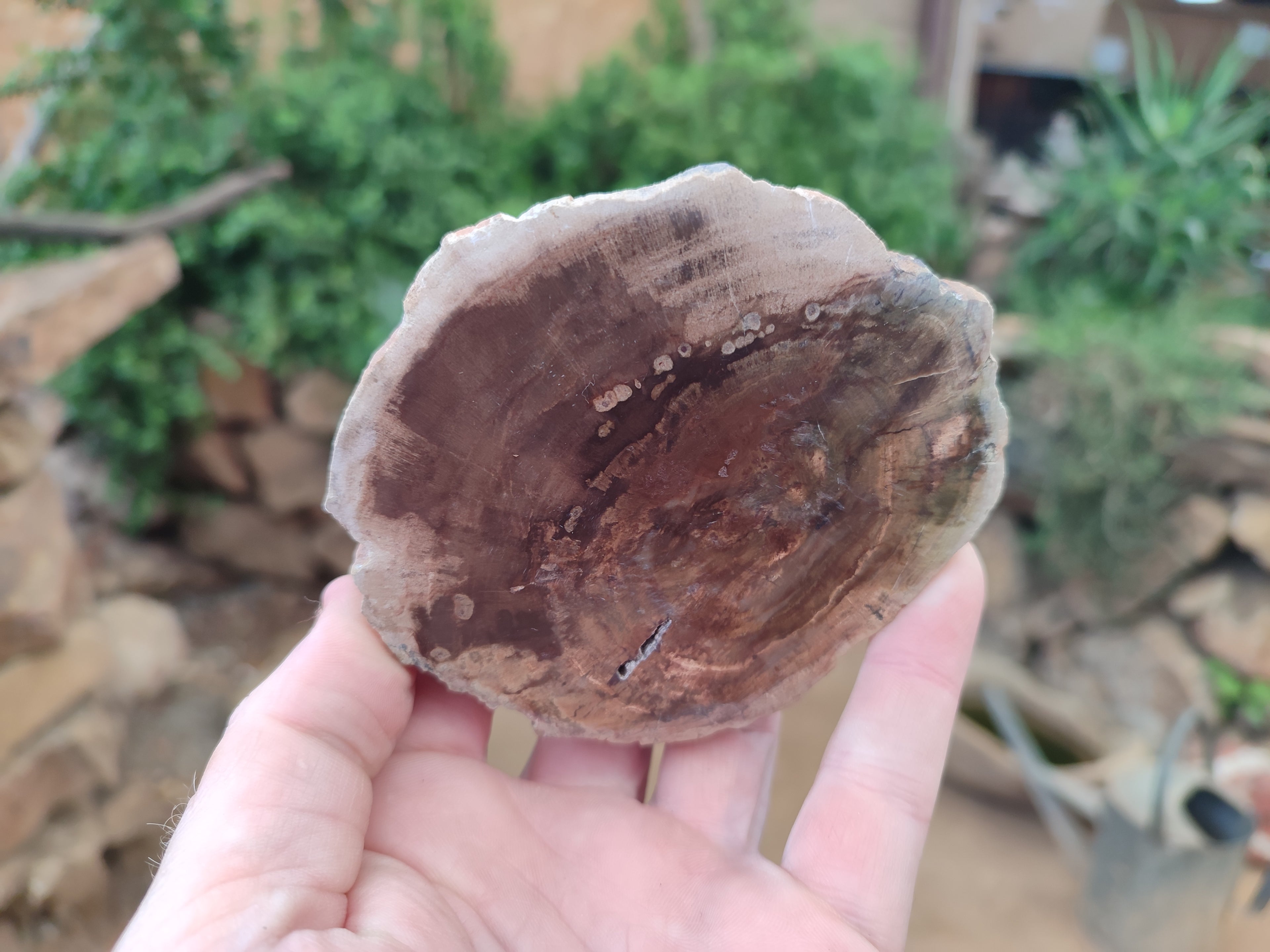 Polished Petrified Wood Slices x 6 From Gokwe, Zimbabwe - Toprock Gemstones and Minerals 