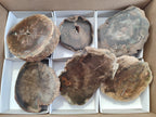 Polished Petrified Wood Slices x 6 From Gokwe, Zimbabwe - Toprock Gemstones and Minerals 