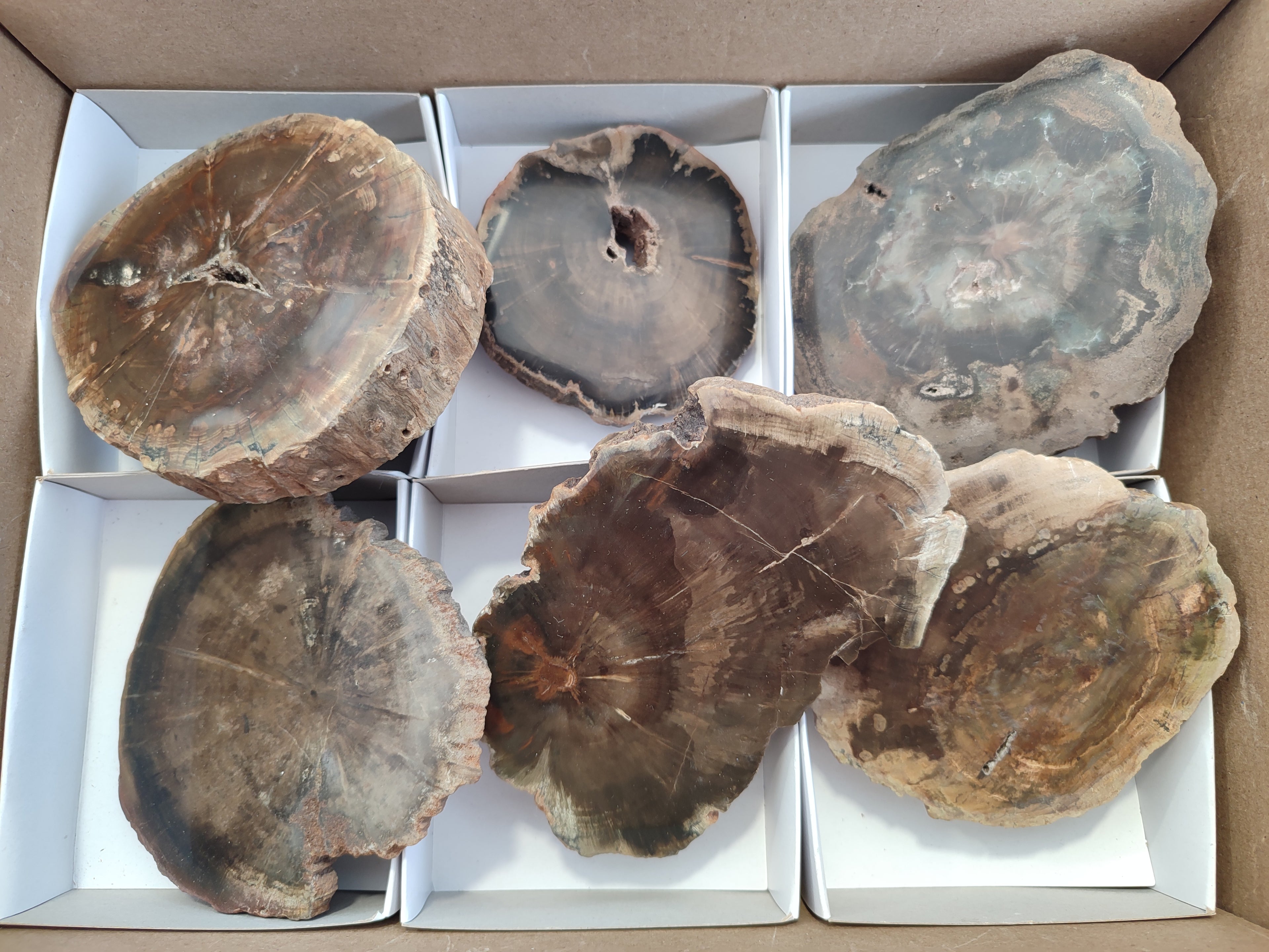 Polished Petrified Wood Slices x 6 From Gokwe, Zimbabwe - Toprock Gemstones and Minerals 