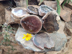 Polished Petrified Wood Slices x 6 From Gokwe, Zimbabwe - Toprock Gemstones and Minerals 