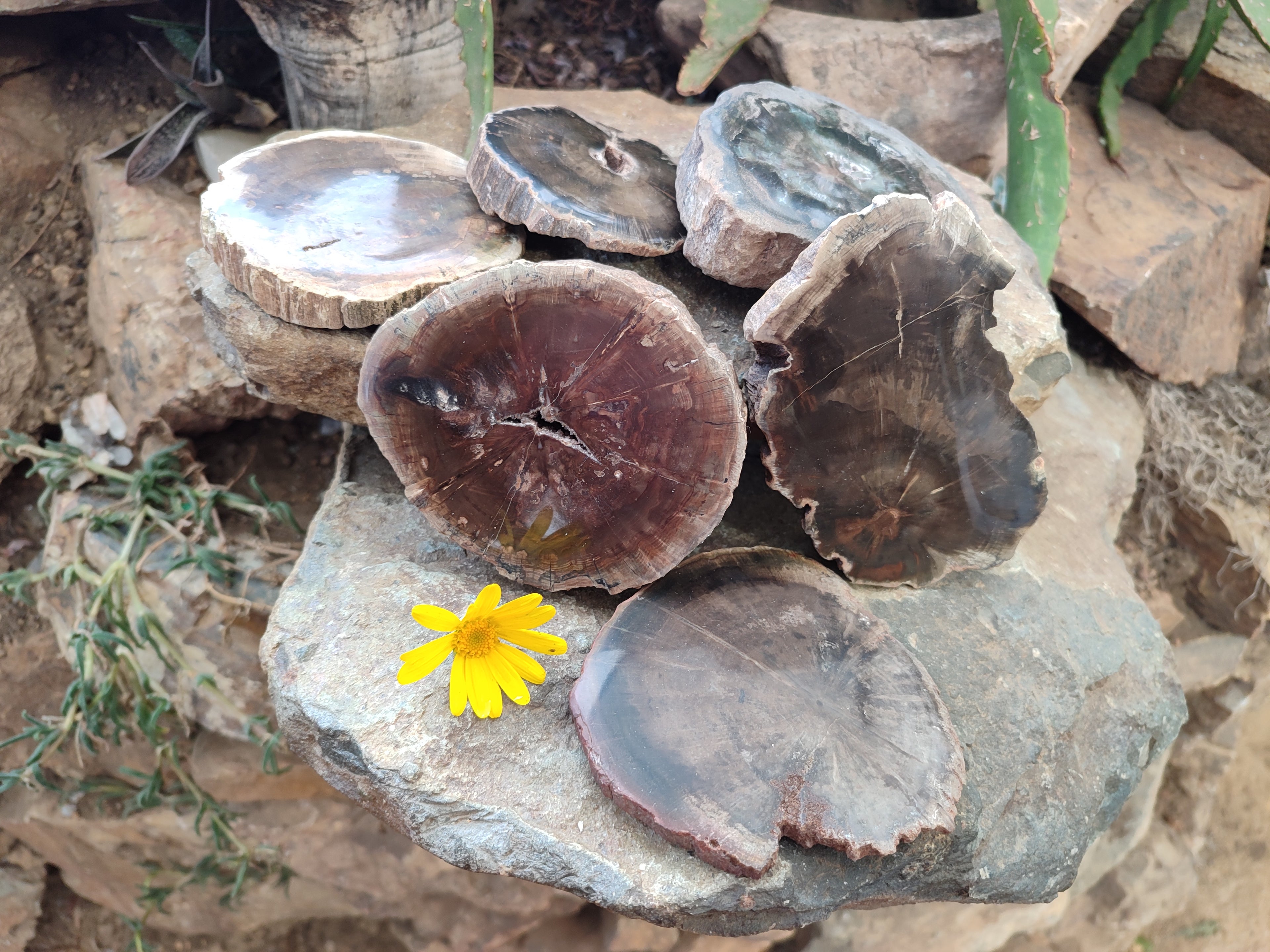Polished Petrified Wood Slices x 6 From Gokwe, Zimbabwe - Toprock Gemstones and Minerals 